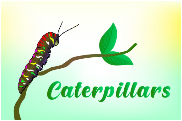 Download Caterpillars Hand Drawn Illustrations - Hand drawn Collection